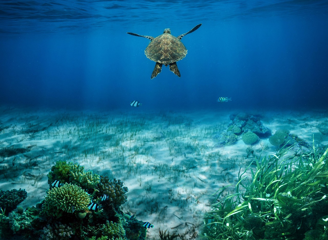 sea
