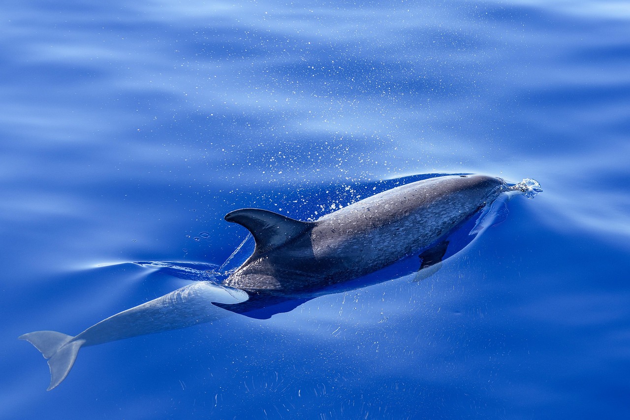 sea