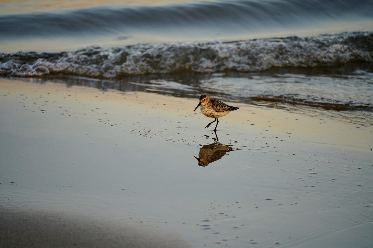 sea