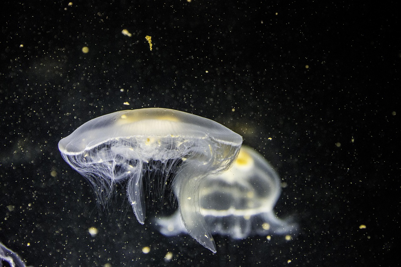 sea