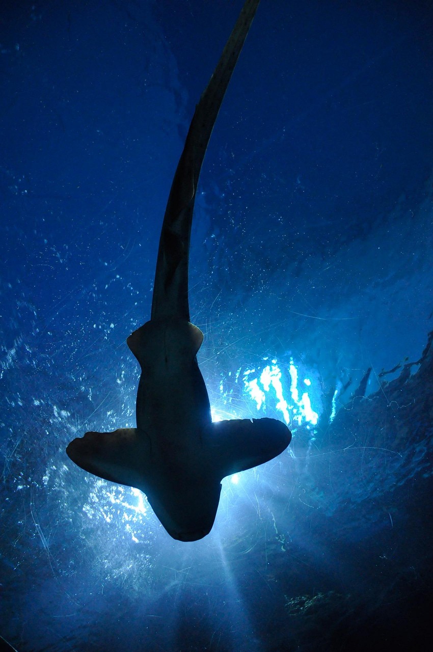 sea