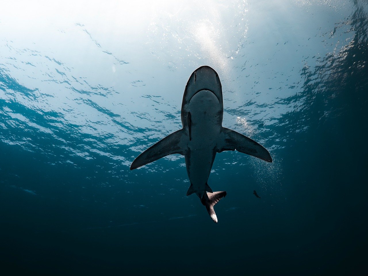 sea