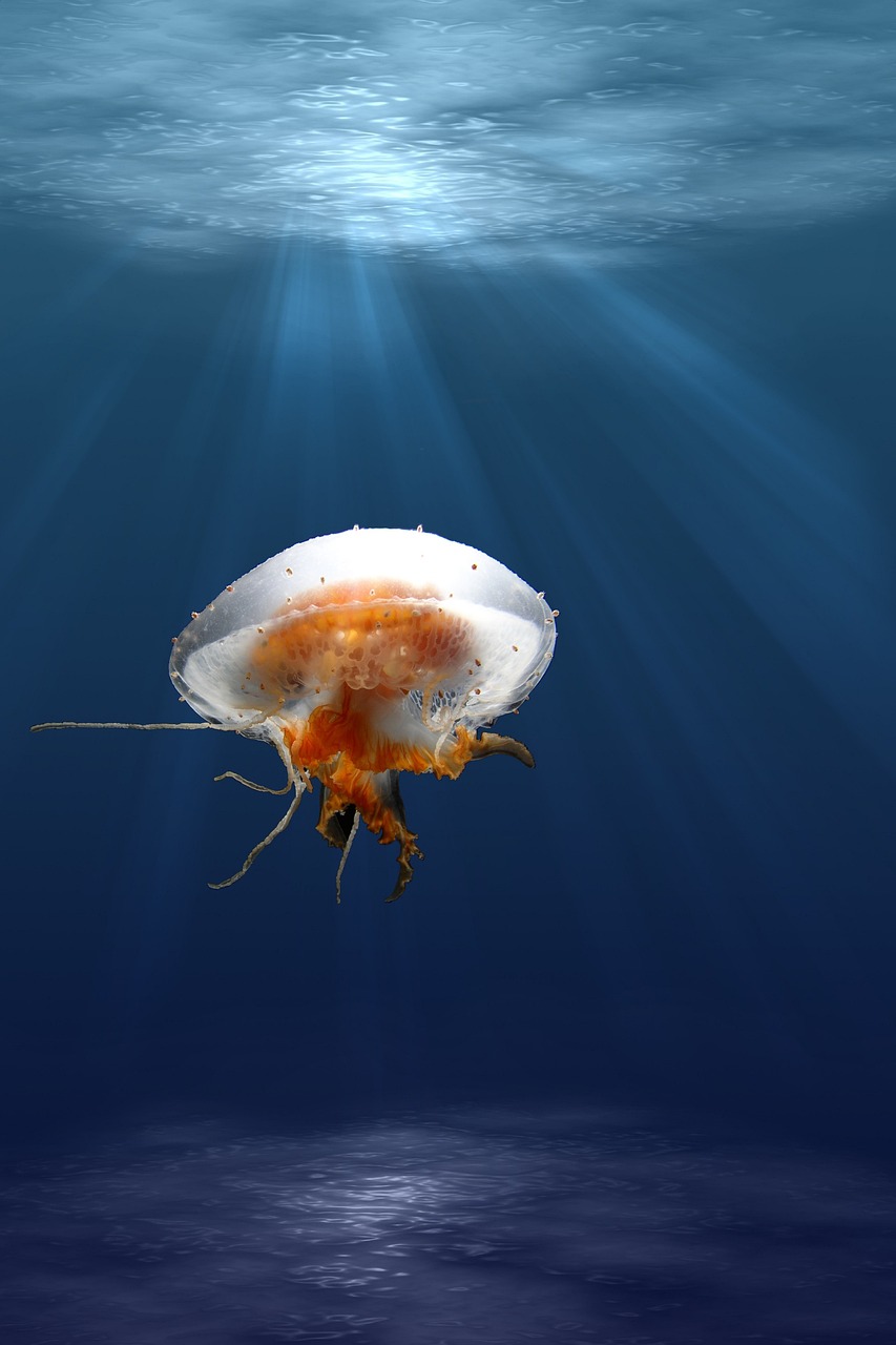sea