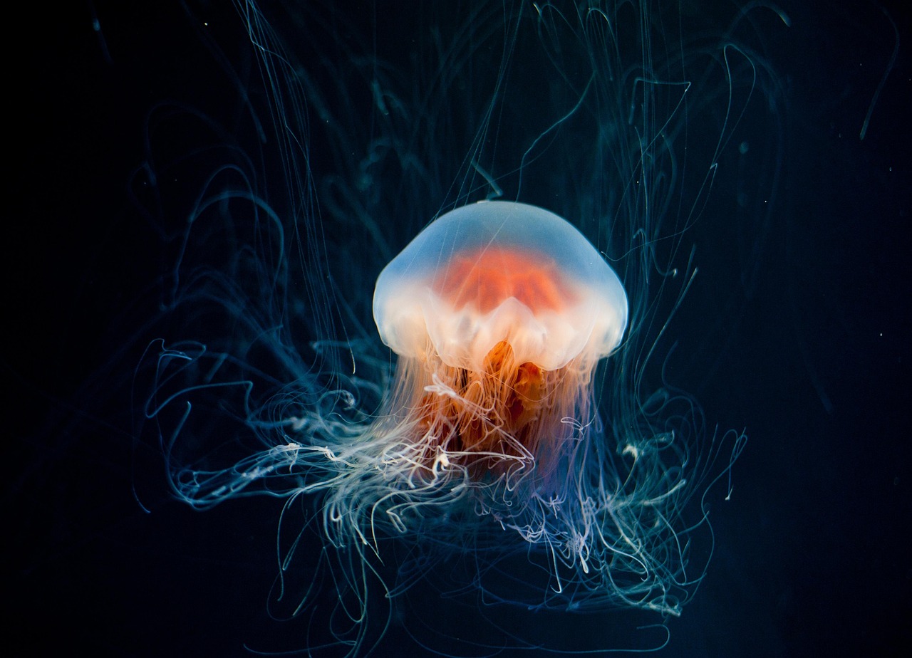 sea