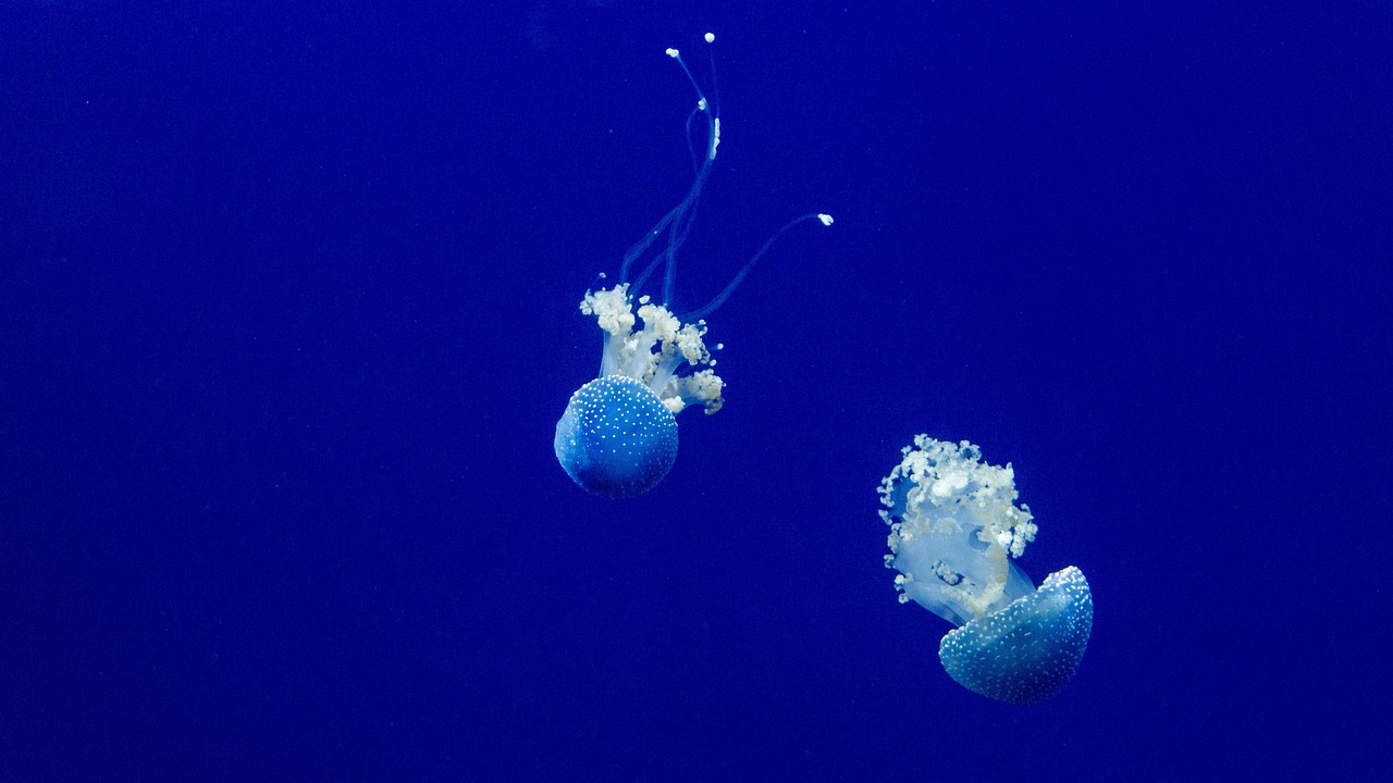 sea
