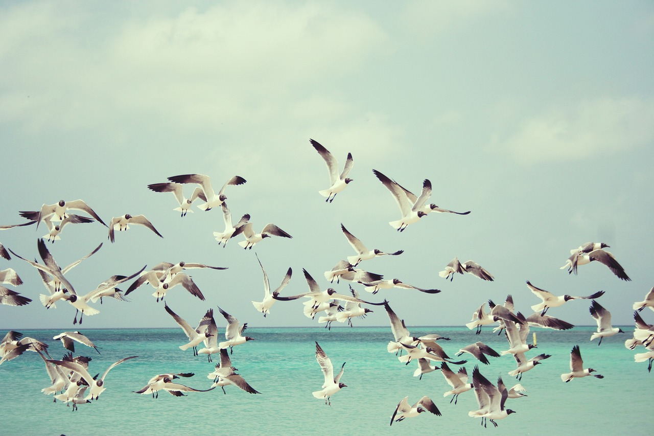 sea