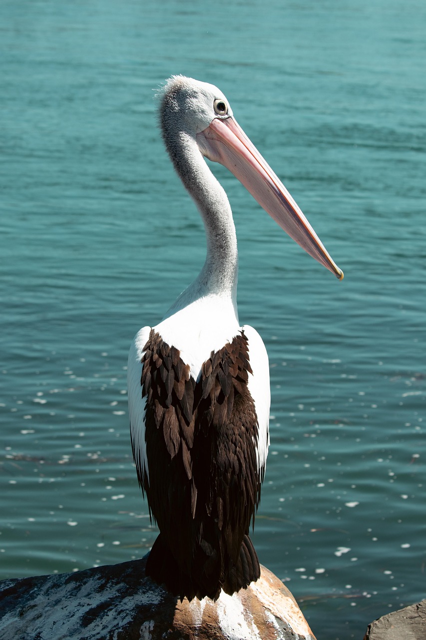 sea