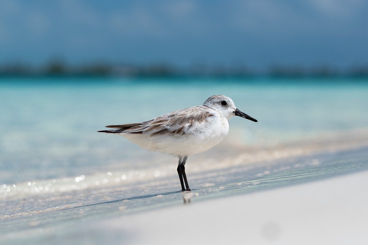 sea