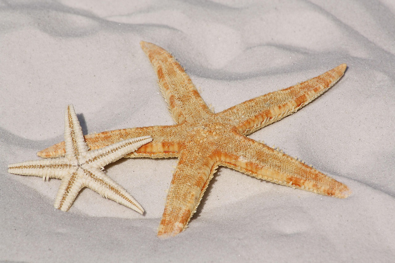 sea