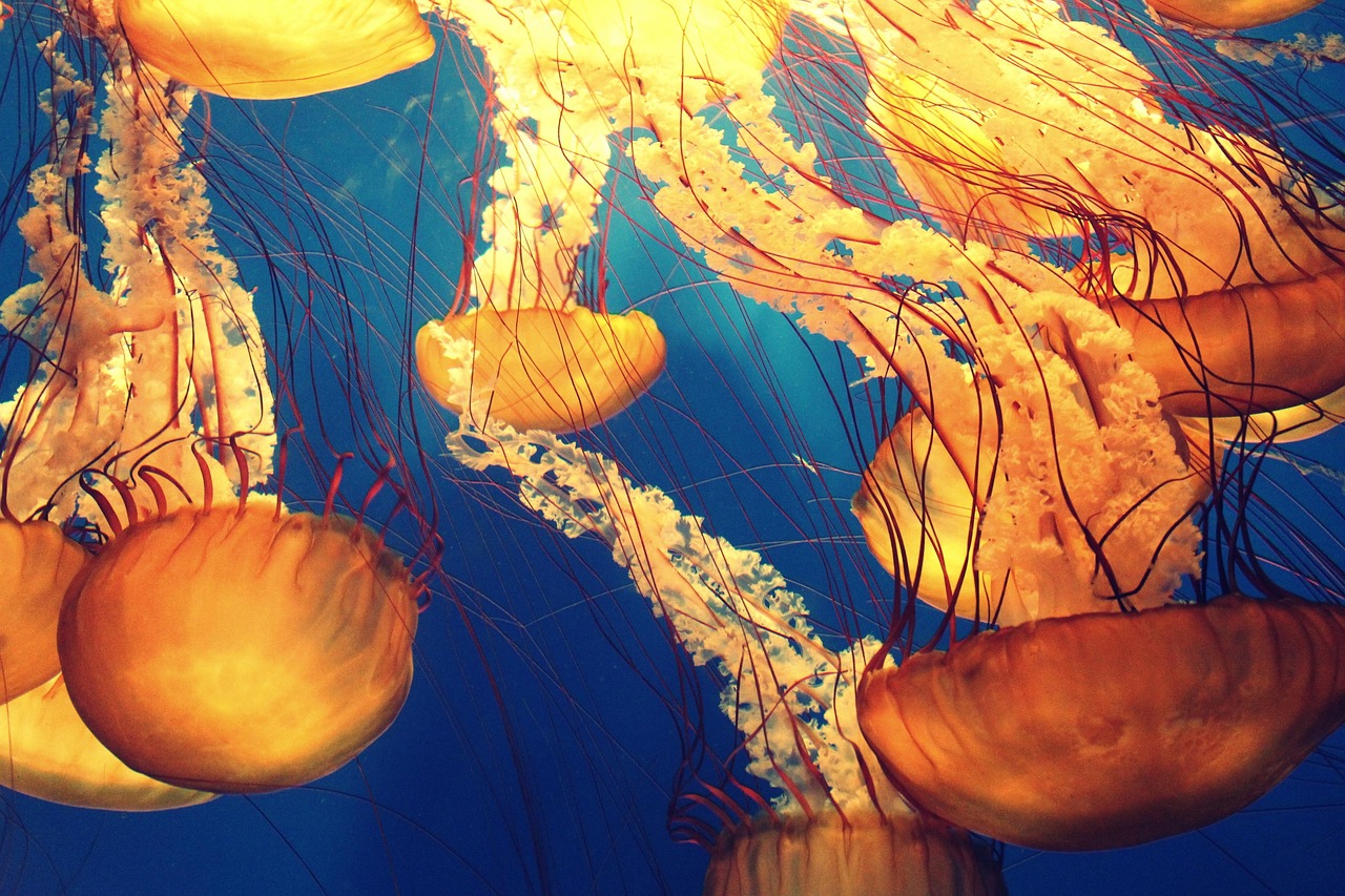 sea