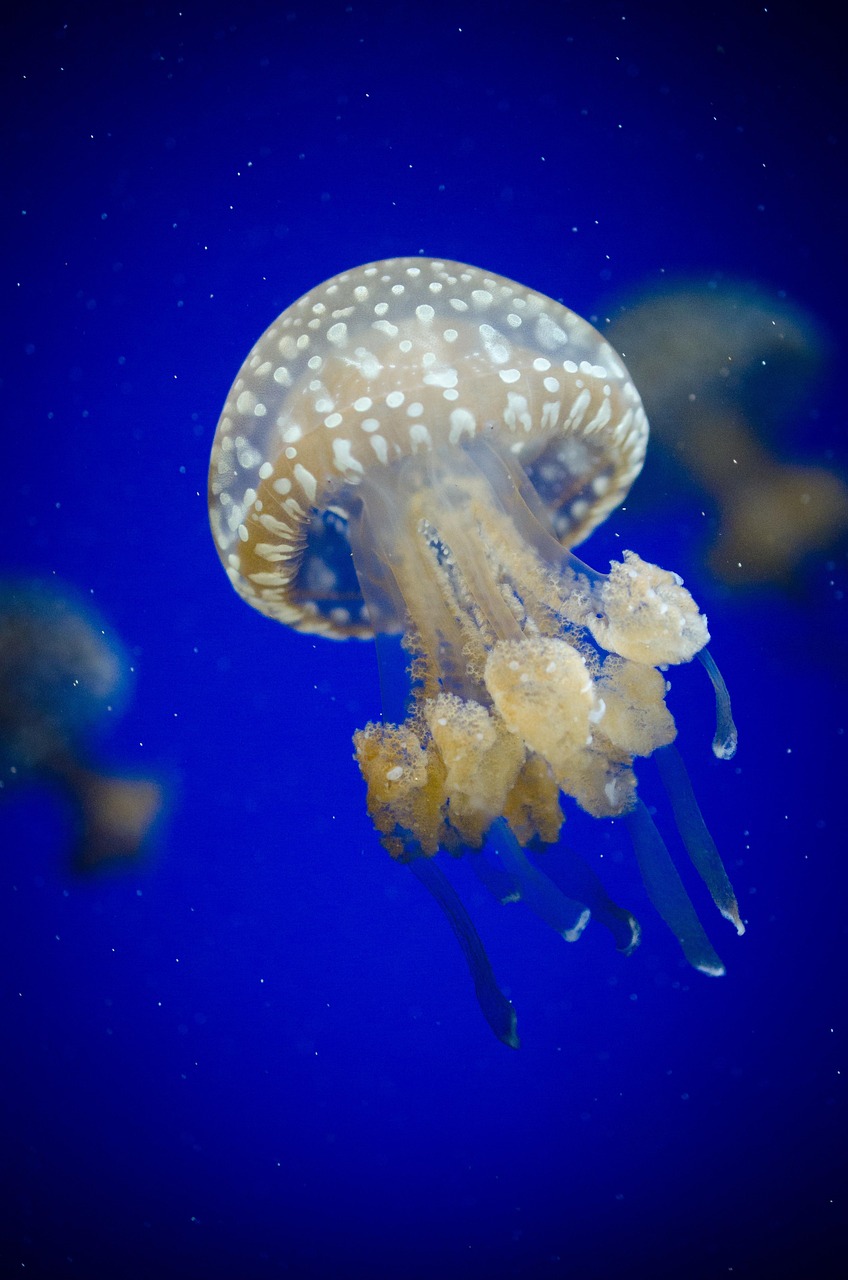 sea