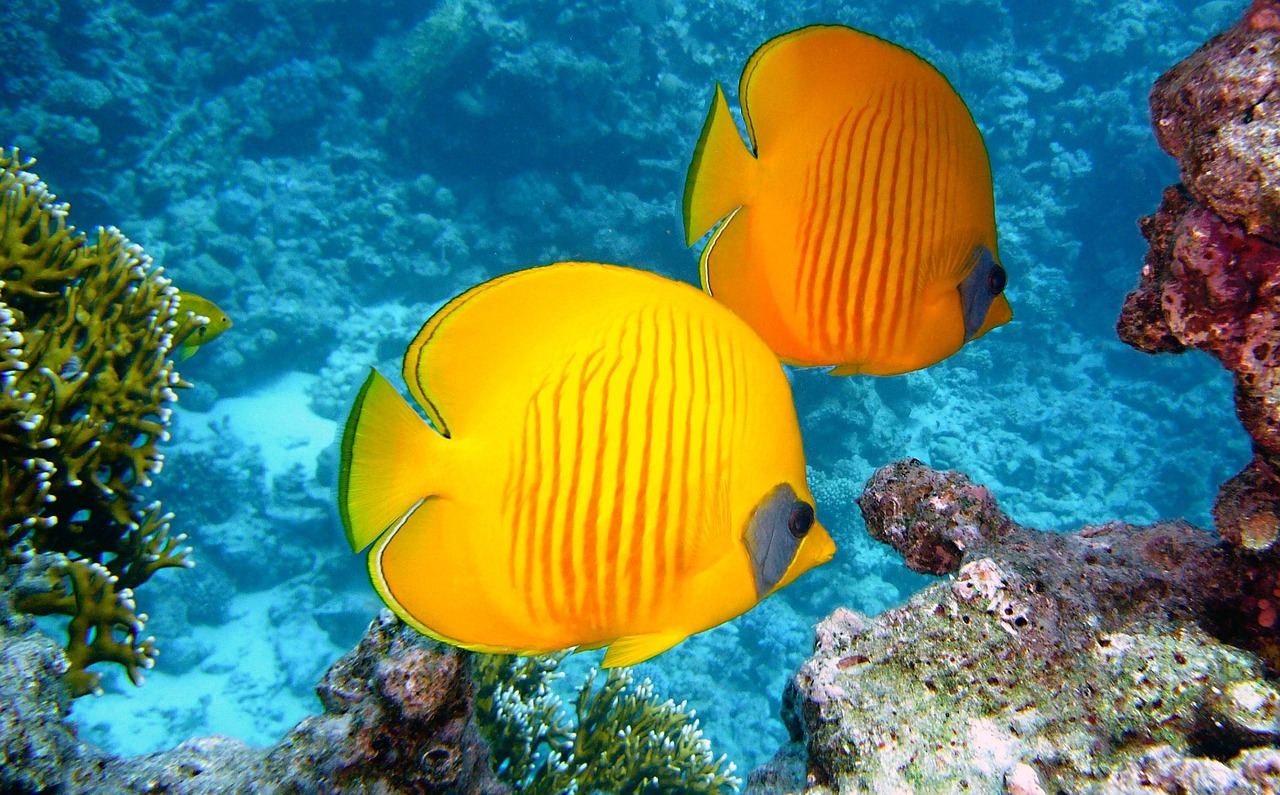 sea