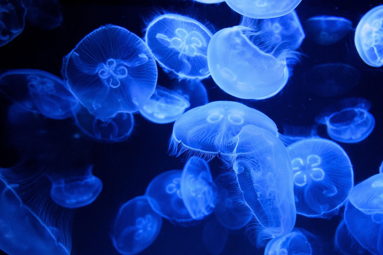 sea