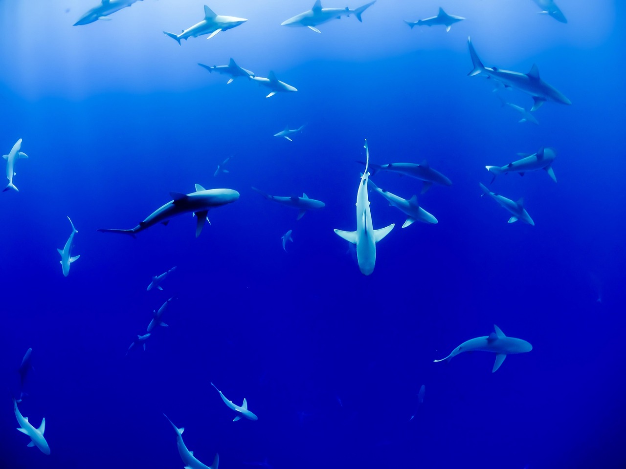 sea