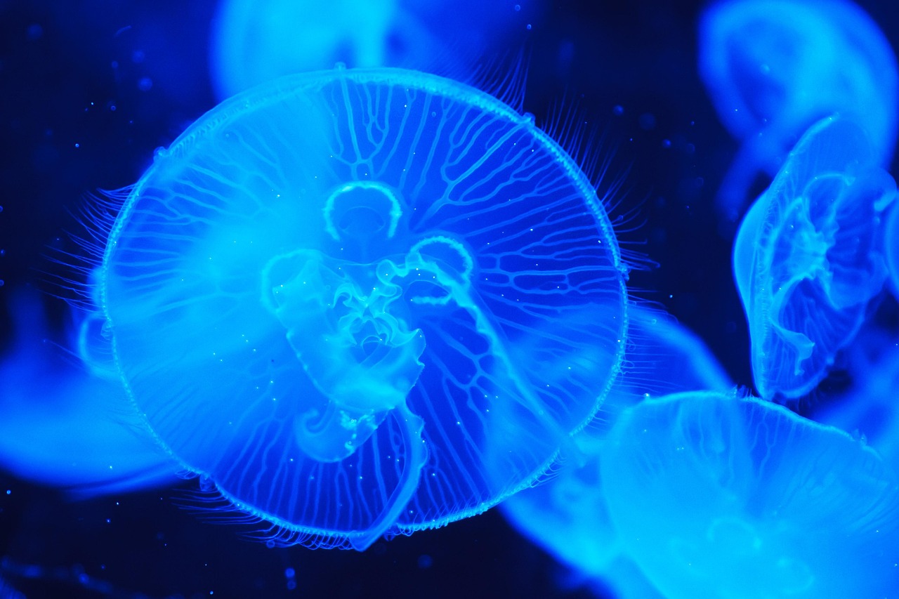 sea