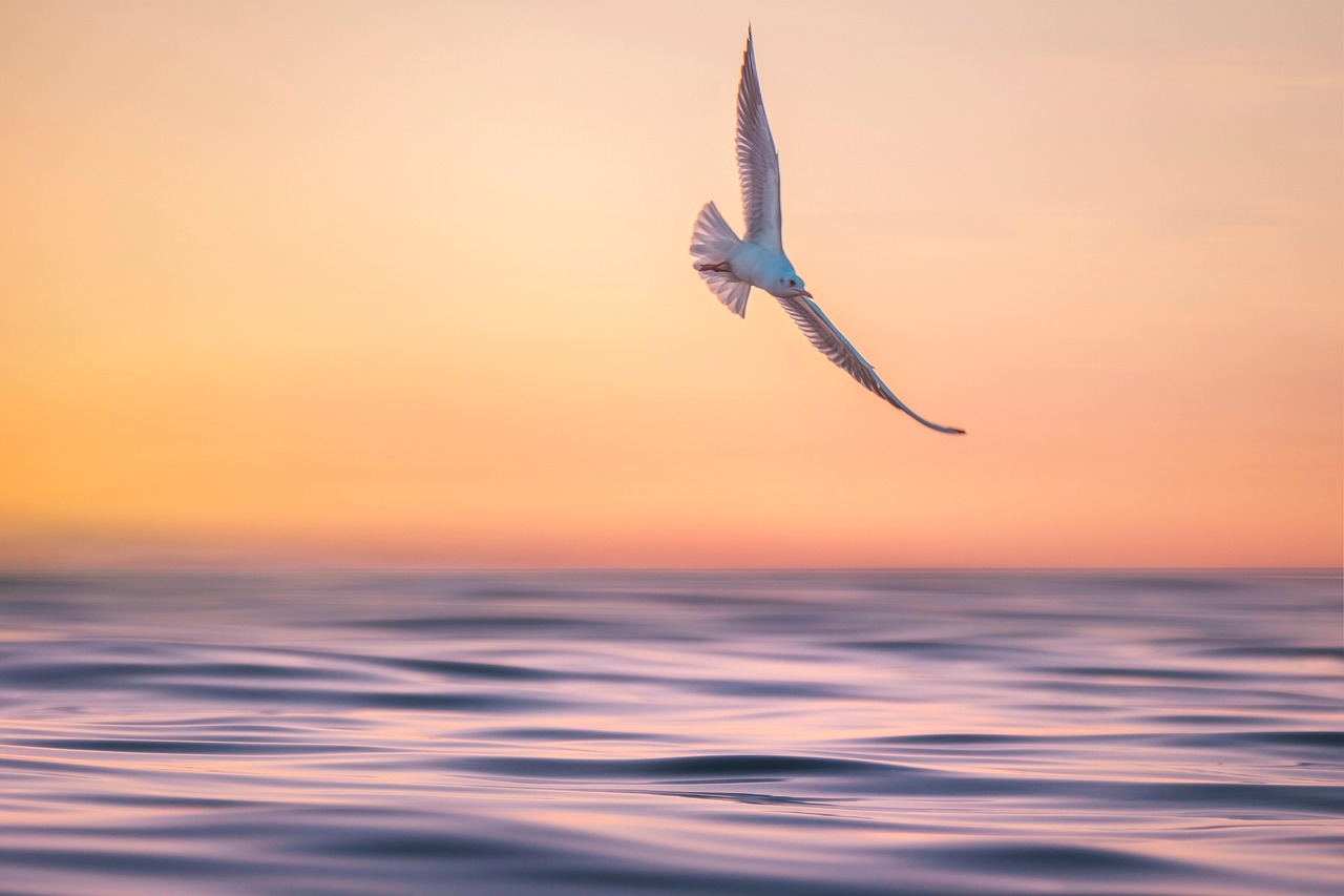 sea