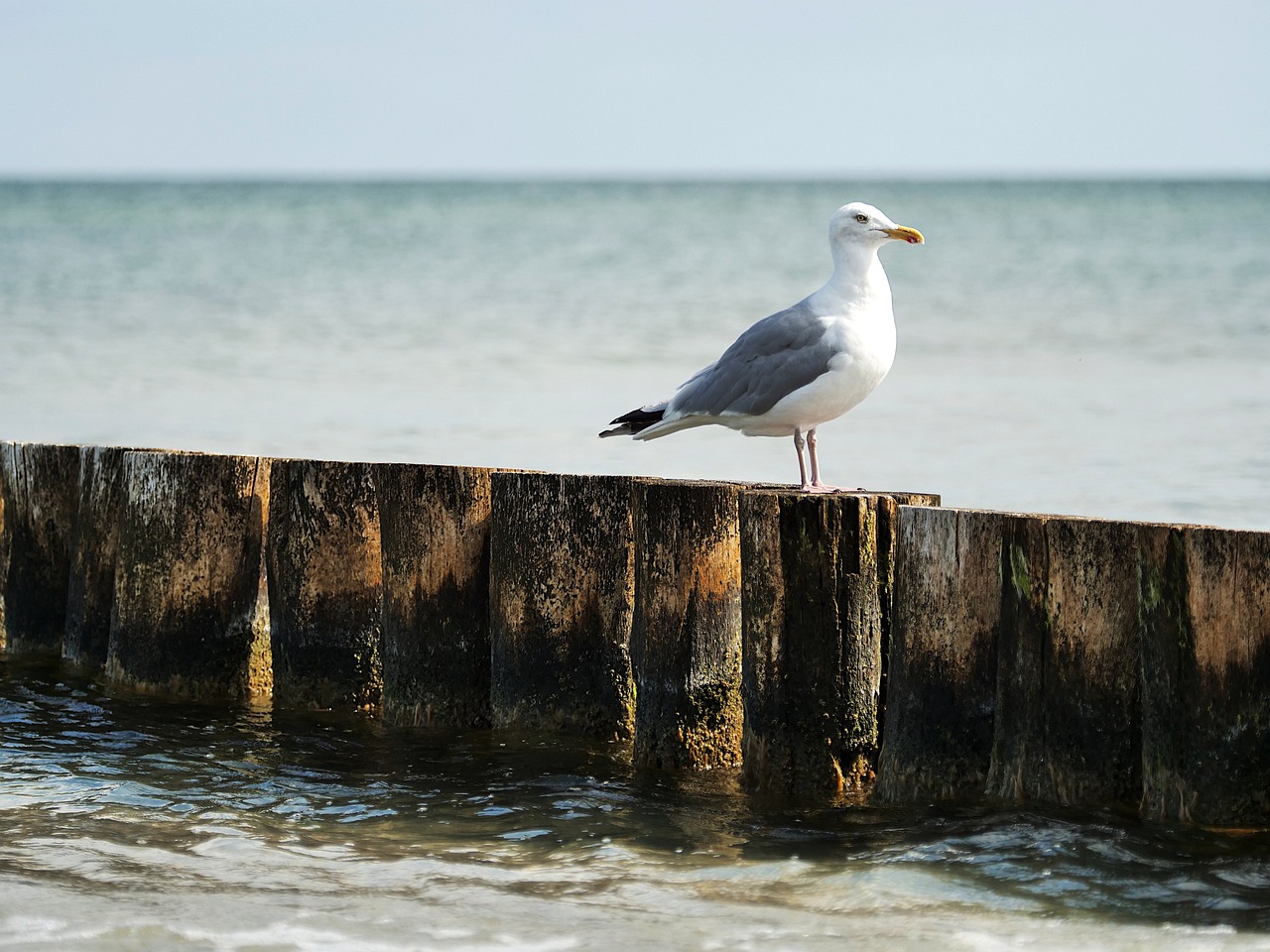 sea