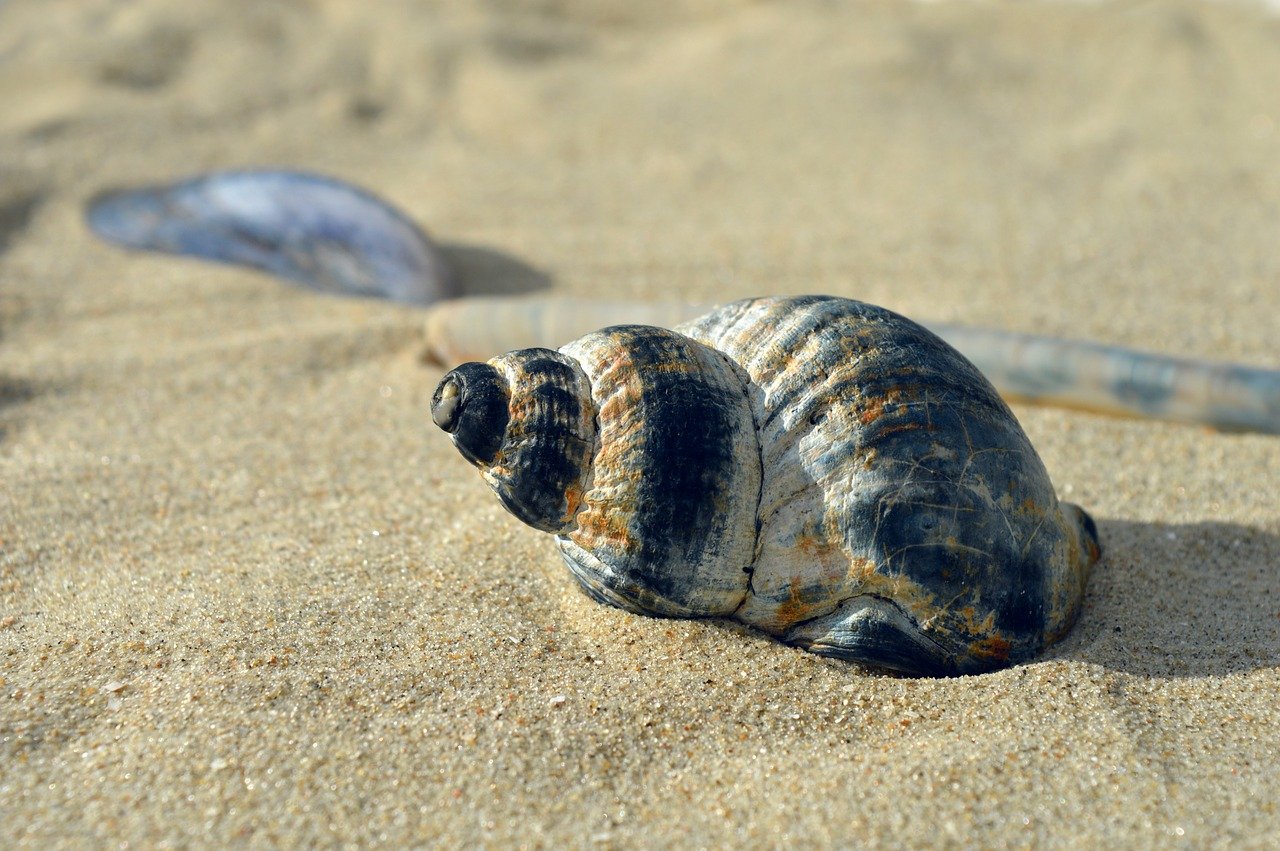 sea